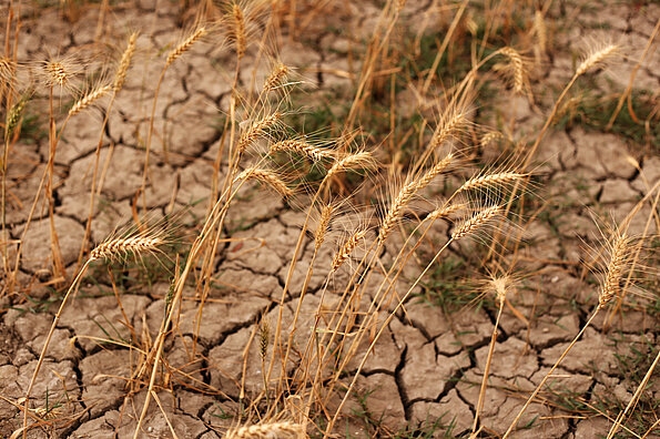 Barren land